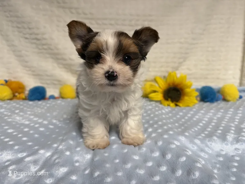 Carter  – Yorkshire Terrier puppy for sale in Brighton, MO