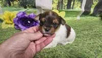 Hazel , a female Yorkshire Terrier for sale in Brighton, MO – 6 of 9