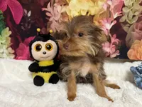 Brownie, a male Yorkshire Terrier for sale in Brighton, MO – 2 of 9