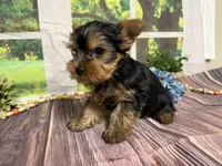Levi, a male Yorkshire Terrier for sale in Brighton, MO – 5 of 8