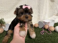 Bella, a female Yorkshire Terrier for sale in Brighton, MO – 7 of 8