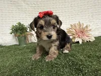 Rain, a male Yorkshire Terrier for sale in Brighton, MO – 4 of 10