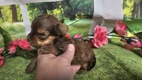 Hailey , a female Yorkshire Terrier for sale in Brighton, MO – 8 of 8