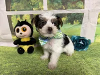 Seth, a male Yorkshire Terrier for sale in Brighton, MO – 2 of 8