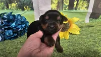 Cody, a female Yorkshire Terrier for sale in Brighton, MO – 2 of 6