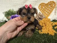 Lucy, a female Yorkshire Terrier for sale in Brighton, MO – 7 of 7