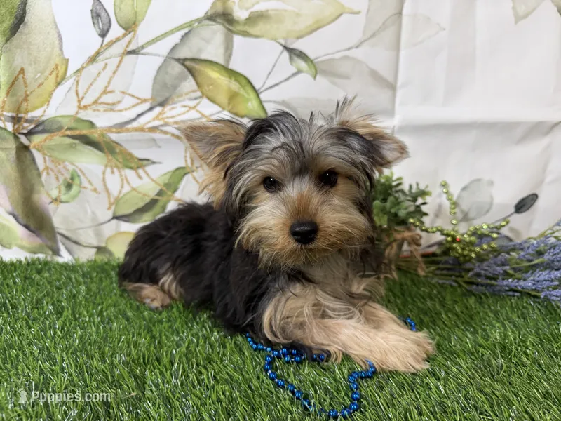 Smudge – Yorkshire Terrier puppy for sale in Brighton, MO