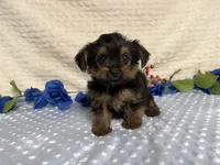 Cody, a female Yorkshire Terrier for sale in Brighton, MO – 4 of 8