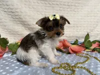 Hazel , a female Yorkshire Terrier for sale in Brighton, MO – 3 of 10