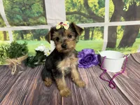 Honey, a female Yorkshire Terrier for sale in Brighton, MO – 7 of 7