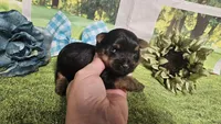 Chris , a female Yorkshire Terrier for sale in Brighton, MO – 5 of 8