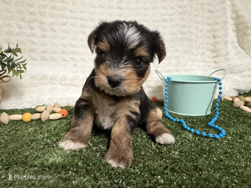 Holland – Yorkshire Terrier puppy for sale in Brighton, MO