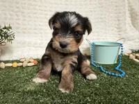 Holland, a female Yorkshire Terrier for sale in Brighton, MO – 1 of 10