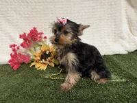 Sammy, a male Yorkshire Terrier for sale in Brighton, MO – 5 of 10