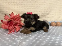 Candice , a female Yorkshire Terrier for sale in Brighton, MO – 2 of 7