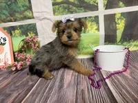 Heidi, a female Yorkshire Terrier for sale in Brighton, MO – 1 of 6