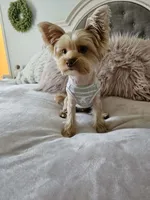 Winston, a male Yorkshire Terrier for sale in Brighton, MO – 7 of 7