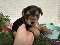Honey, a female Yorkshire Terrier for sale in Brighton, MO – 6 of 6