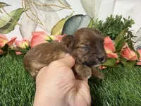 Stella, a female Yorkshire Terrier for sale in Brighton, MO – 4 of 6