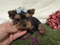 Lillian, a female Yorkshire Terrier for sale in Brighton, MO – 4 of 6