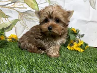 Graham , a male Yorkshire Terrier for sale in Brighton, MO – 8 of 9