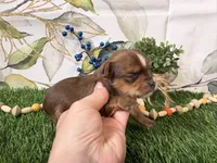 Nash, a male Yorkshire Terrier for sale in Brighton, MO – 2 of 5