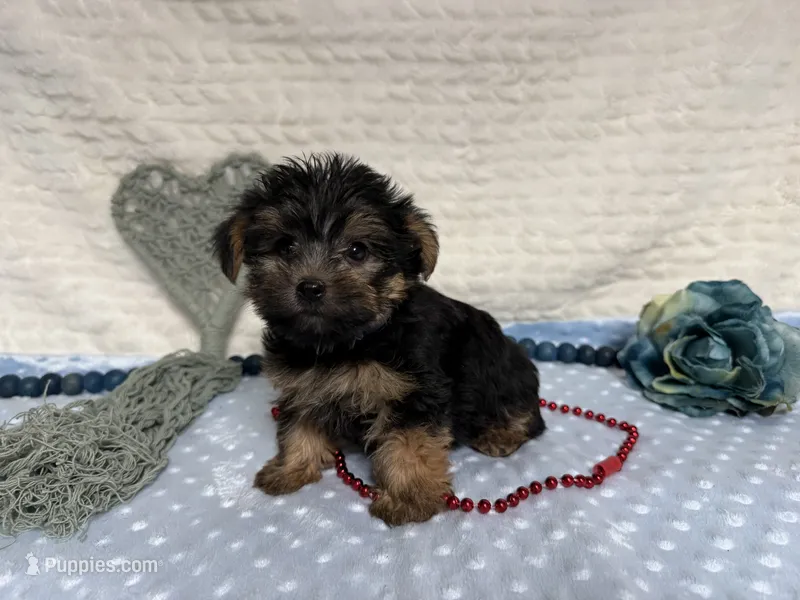 Chris  – Yorkshire Terrier puppy for sale in Brighton, MO