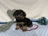 Chris , a female Yorkshire Terrier for sale in Brighton, MO – 1 of 9