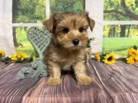 Roman NEUTERED , a male Yorkshire Terrier for sale in Brighton, MO – 4 of 7