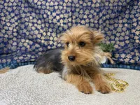 Baxter neutered , a male Yorkshire Terrier for sale in Brighton, MO – 3 of 7