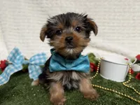 Baloo, a male Yorkshire Terrier for sale in Brighton, MO – 3 of 7