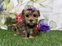 Ruby, a male Yorkshire Terrier for sale in Brighton, MO – 4 of 9
