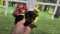 Ceci, a female Yorkshire Terrier for sale in Brighton, MO – 8 of 8