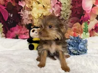 Brownie, a male Yorkshire Terrier for sale in Brighton, MO – 4 of 9