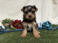 Biscuit, a male Yorkshire Terrier for sale in Brighton, MO – 7 of 7