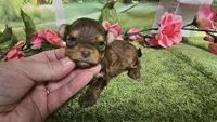 Hailey , a female Yorkshire Terrier for sale in Brighton, MO – 6 of 8