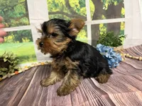 Levi, a male Yorkshire Terrier for sale in Brighton, MO – 6 of 8