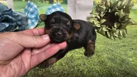 Chris , a female Yorkshire Terrier for sale in Brighton, MO – 3 of 8