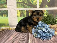 Levi, a male Yorkshire Terrier for sale in Brighton, MO – 4 of 8