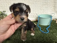 Holland, a female Yorkshire Terrier for sale in Brighton, MO – 2 of 10