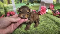 Hailey , a female Yorkshire Terrier for sale in Brighton, MO – 7 of 8