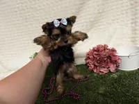 Lillian, a female Yorkshire Terrier for sale in Brighton, MO – 5 of 6