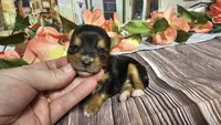 Roxie, a female Yorkshire Terrier for sale in Brighton, MO – Photo 2 of 2