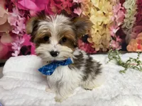 Carter , a male Yorkshire Terrier for sale in Brighton, MO – 6 of 10