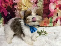 Carter , a male Yorkshire Terrier for sale in Brighton, MO – 5 of 10