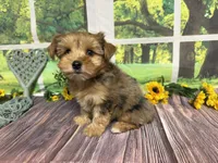 Roman NEUTERED , a male Yorkshire Terrier for sale in Brighton, MO – 7 of 7