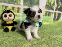 Seth, a male Yorkshire Terrier for sale in Brighton, MO – 4 of 8
