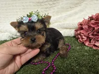 Lillian, a female Yorkshire Terrier for sale in Brighton, MO – 3 of 6