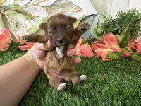 Stella, a female Yorkshire Terrier for sale in Brighton, MO – 2 of 6