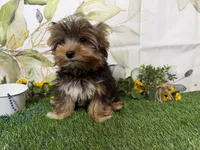 Brent, a male Yorkshire Terrier for sale in Brighton, MO – 10 of 10